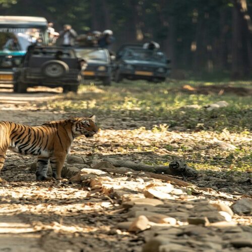 Jim Corbett Tour Package