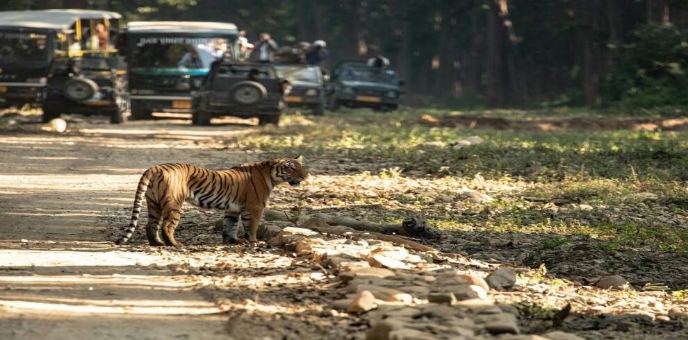 Jim Corbett Tour Package